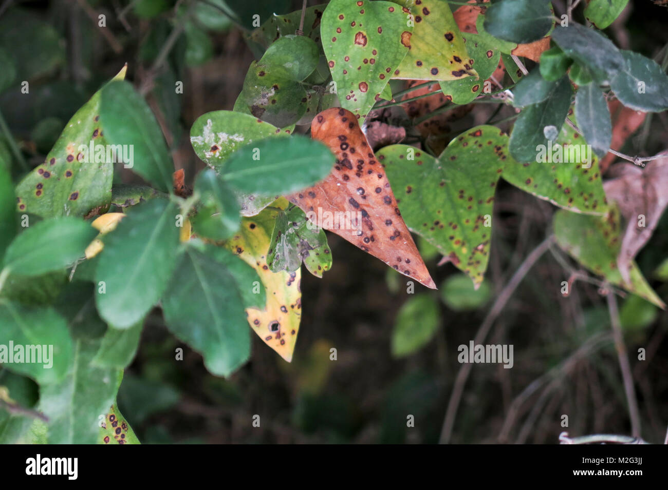 rust marks of a leaf of a tree. These markings are caused by scale insects of the family Coccidae Stock Photo
