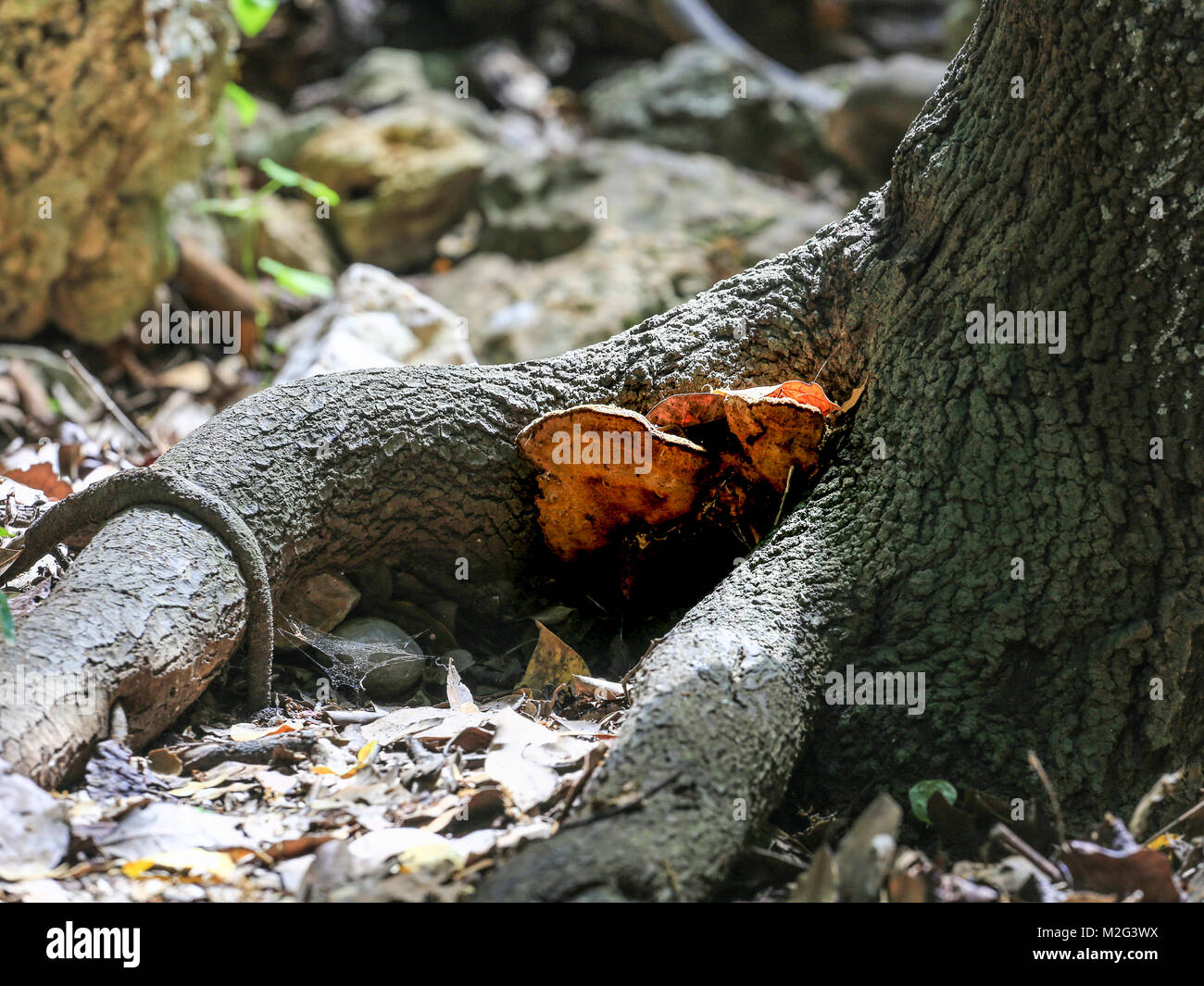 Mushrooms grow at the root of a tree Stock Photo
