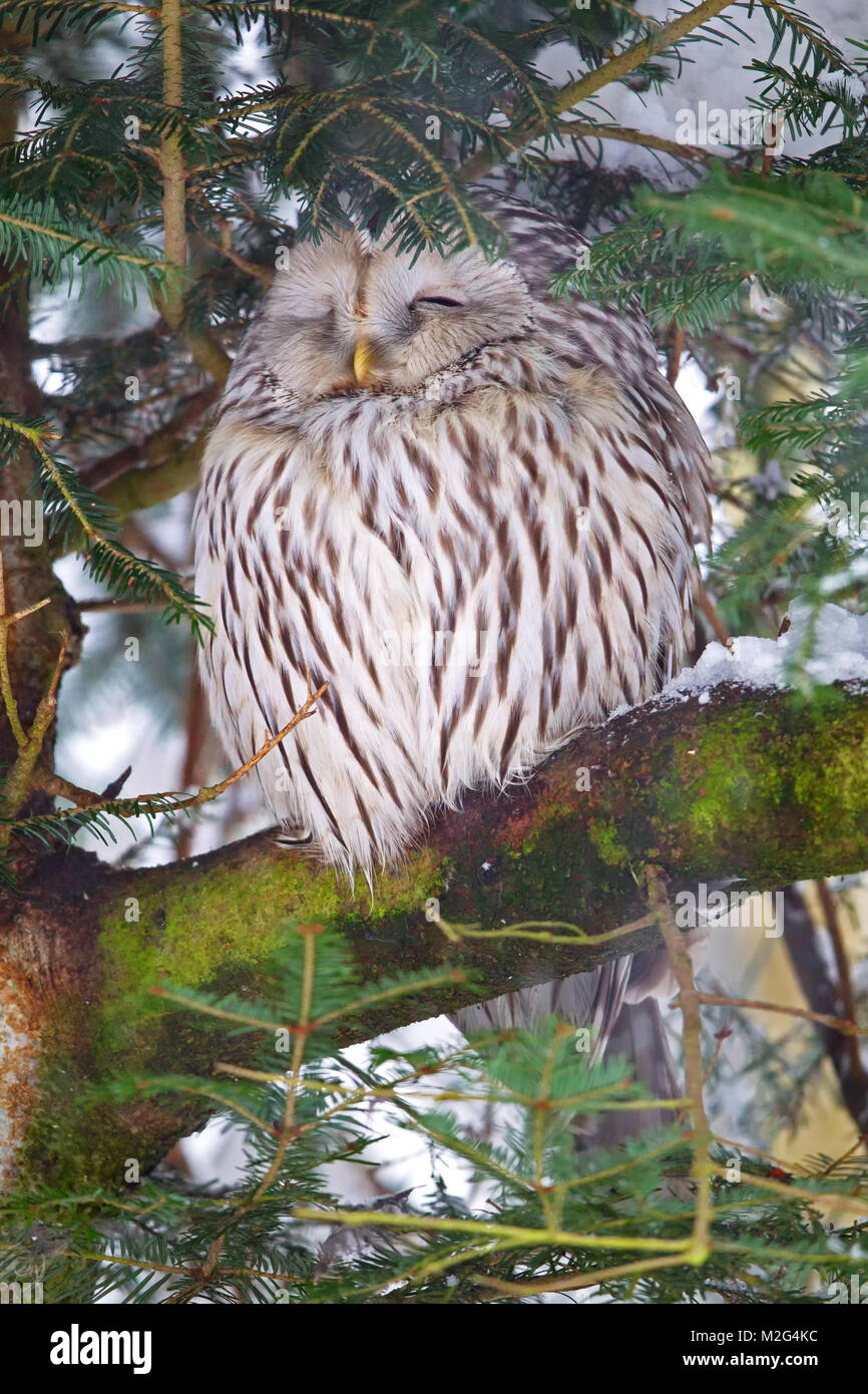 Ural owl (Strix uralensis) in the animal enclosure in Neuschönau in the Bavarian Forest National Park in Bavaria, Germany. Stock Photo