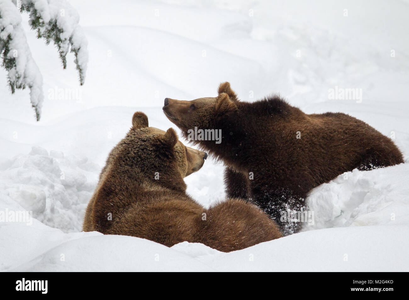 Two Brown Bears (Ursus arctos) in the animal enclosure in Neuschönau in the Bavarian Forest National Park in Bavaria, Germany. Stock Photo