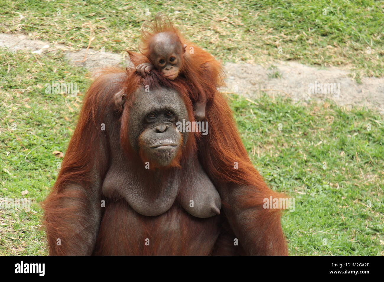 Orangutan mother with baby in her head both with a lovely glance in the zoo Stock Photo