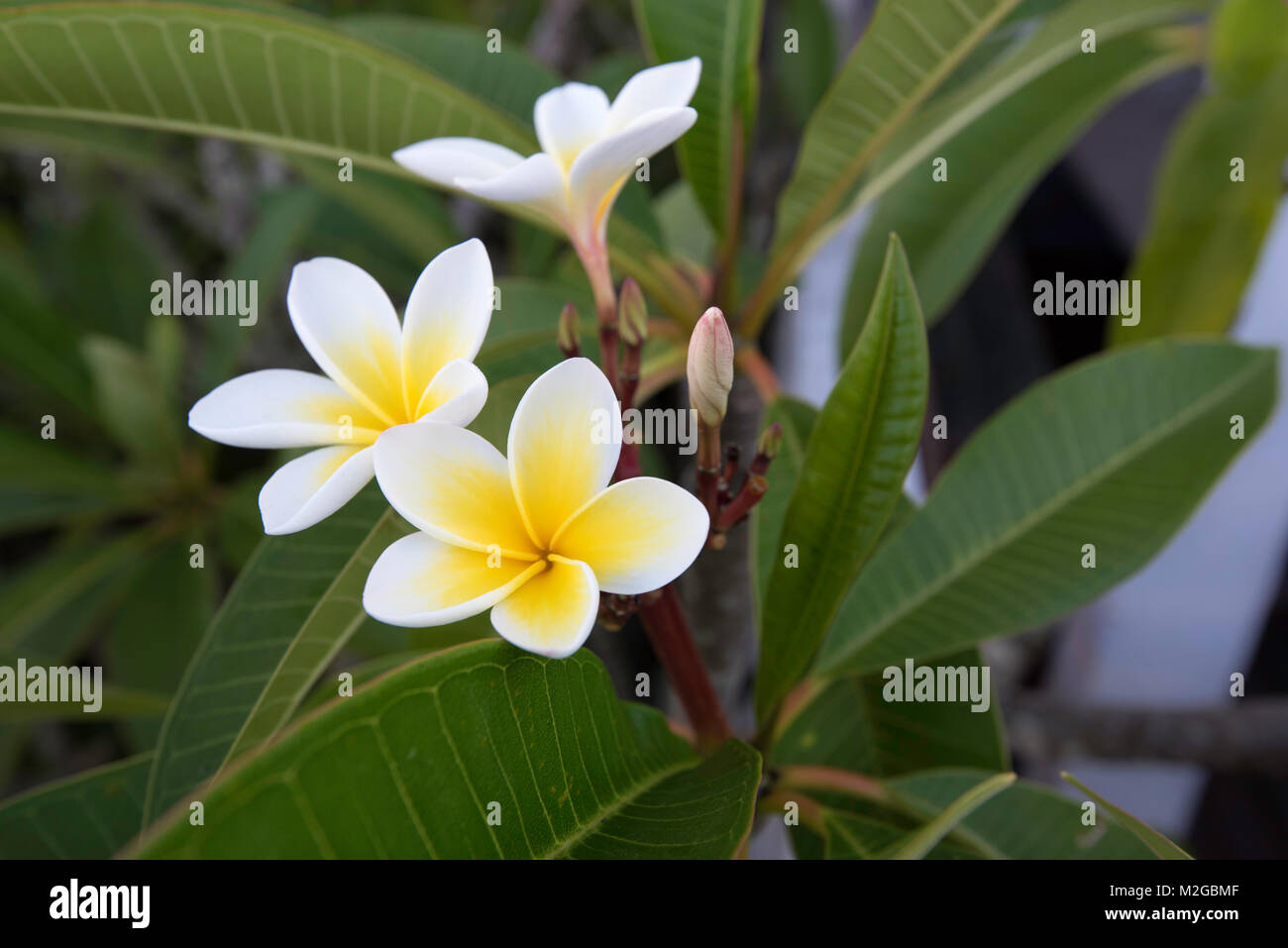 A Fragipani or Plumeria flower with its yellow centre and white surround produces a beautiful fragrance in Summer in Australia Stock Photo