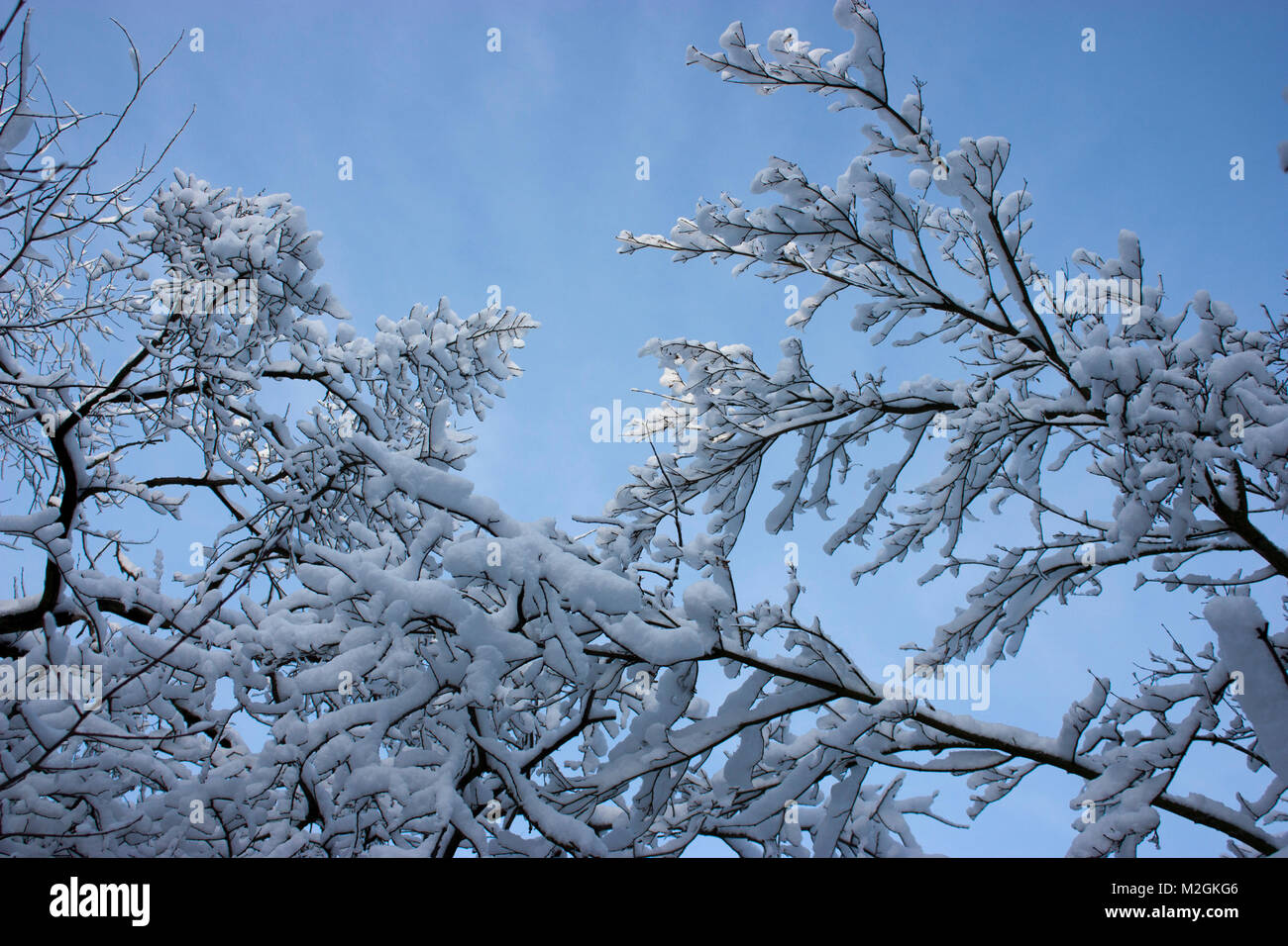 Forest in winter, trees in snow, snowy fairy-tale nature Stock Photo ...
