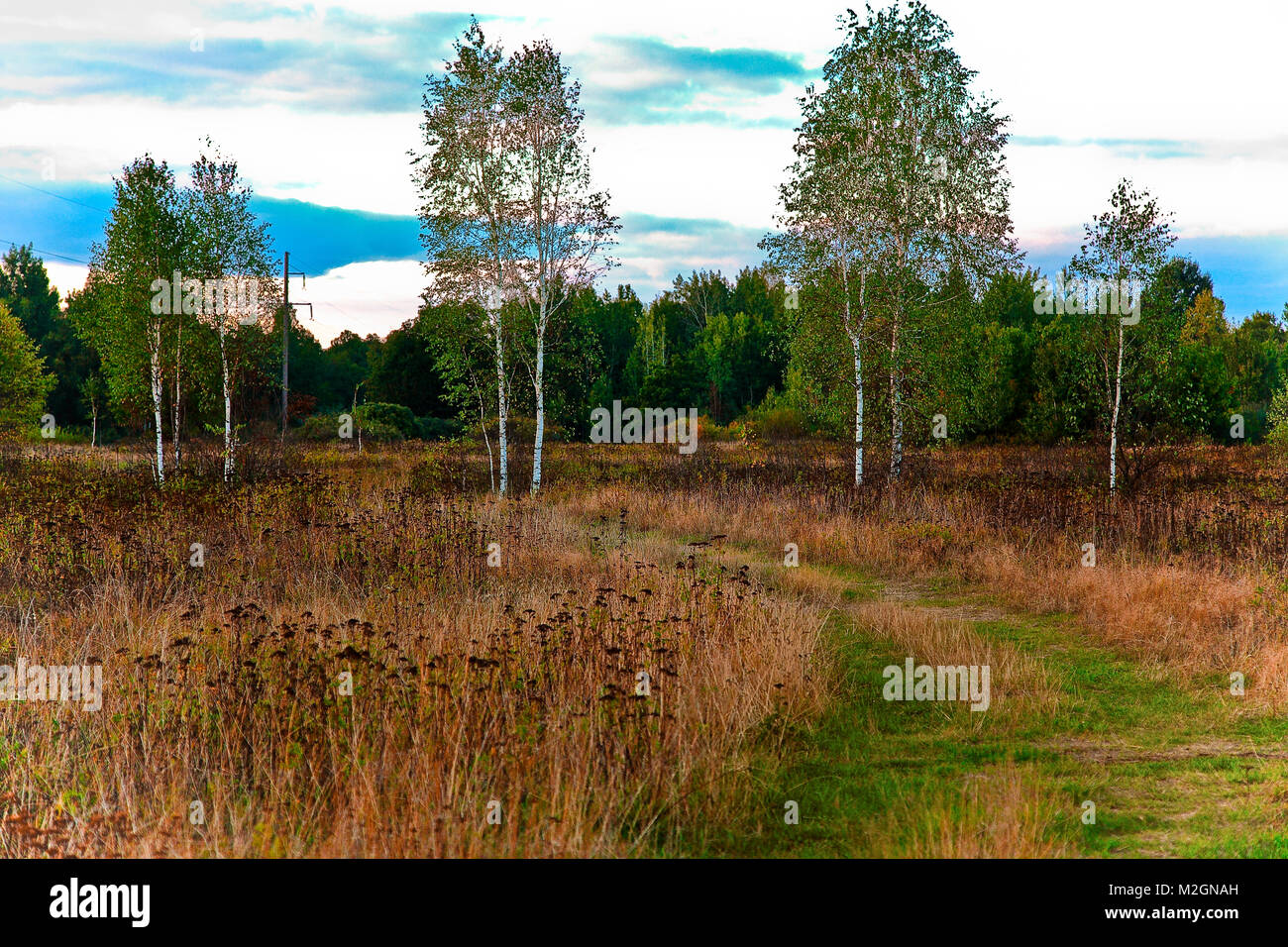 Russian birch hi-res stock photography and images - Alamy