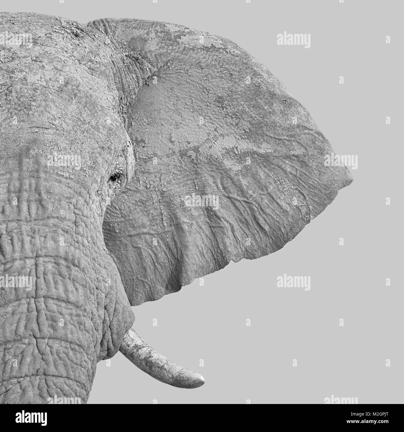 A close portrait of an African elephant's face Stock Photo Alamy