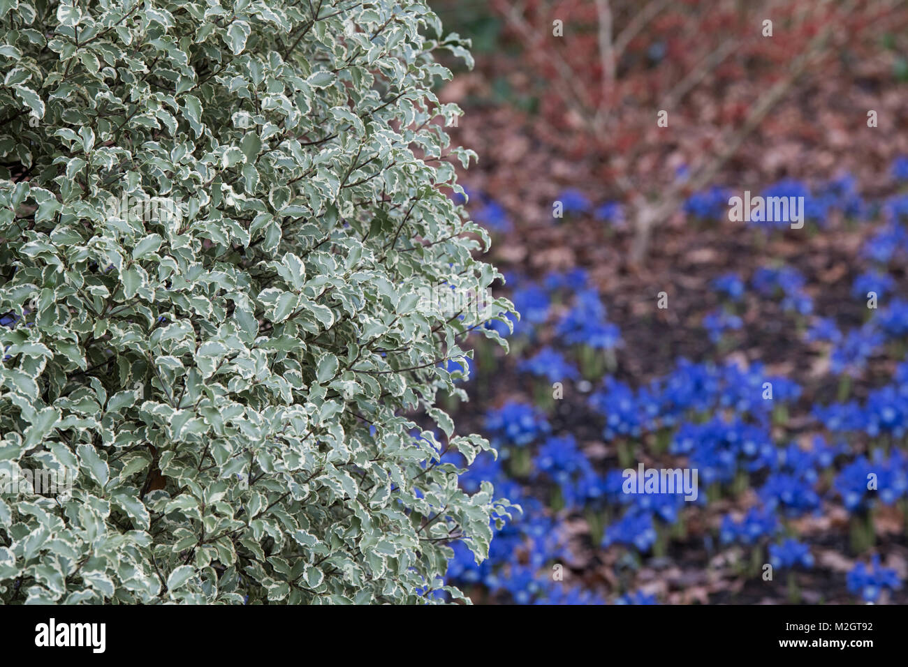 Pittosporum tenuifolium ‘Variegatum’. Kohuhu bush at RHS Wisley gardens, Surrey, England Stock Photo