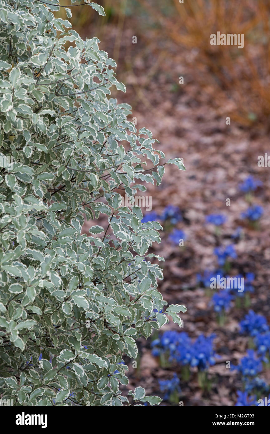Future Plants By Randy Stewart Pittosporum