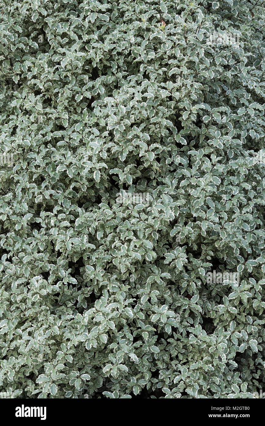 Pittosporum tenuifolium ‘Variegatum’. Kohuhu bush at RHS Wisley gardens, Surrey, England Stock Photo