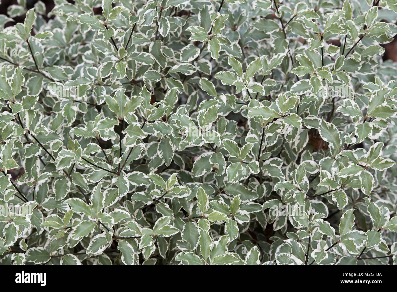 Pittosporum tenuifolium ‘Variegatum’. Kohuhu bush at RHS Wisley gardens, Surrey, England Stock Photo