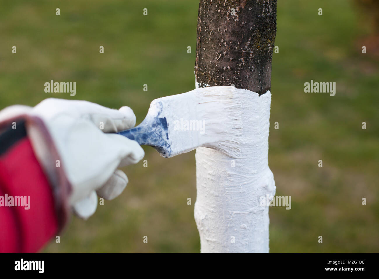 fruit growing, tree protection. painting trees with lime Stock Photo