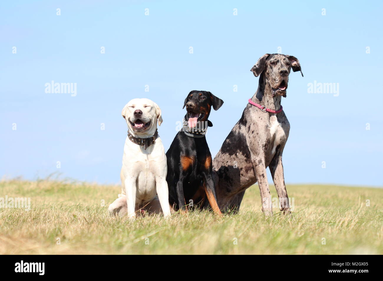 3 dogs sitting on the ground - doberman pincher, great dane, labrador / amstaff Stock Photo