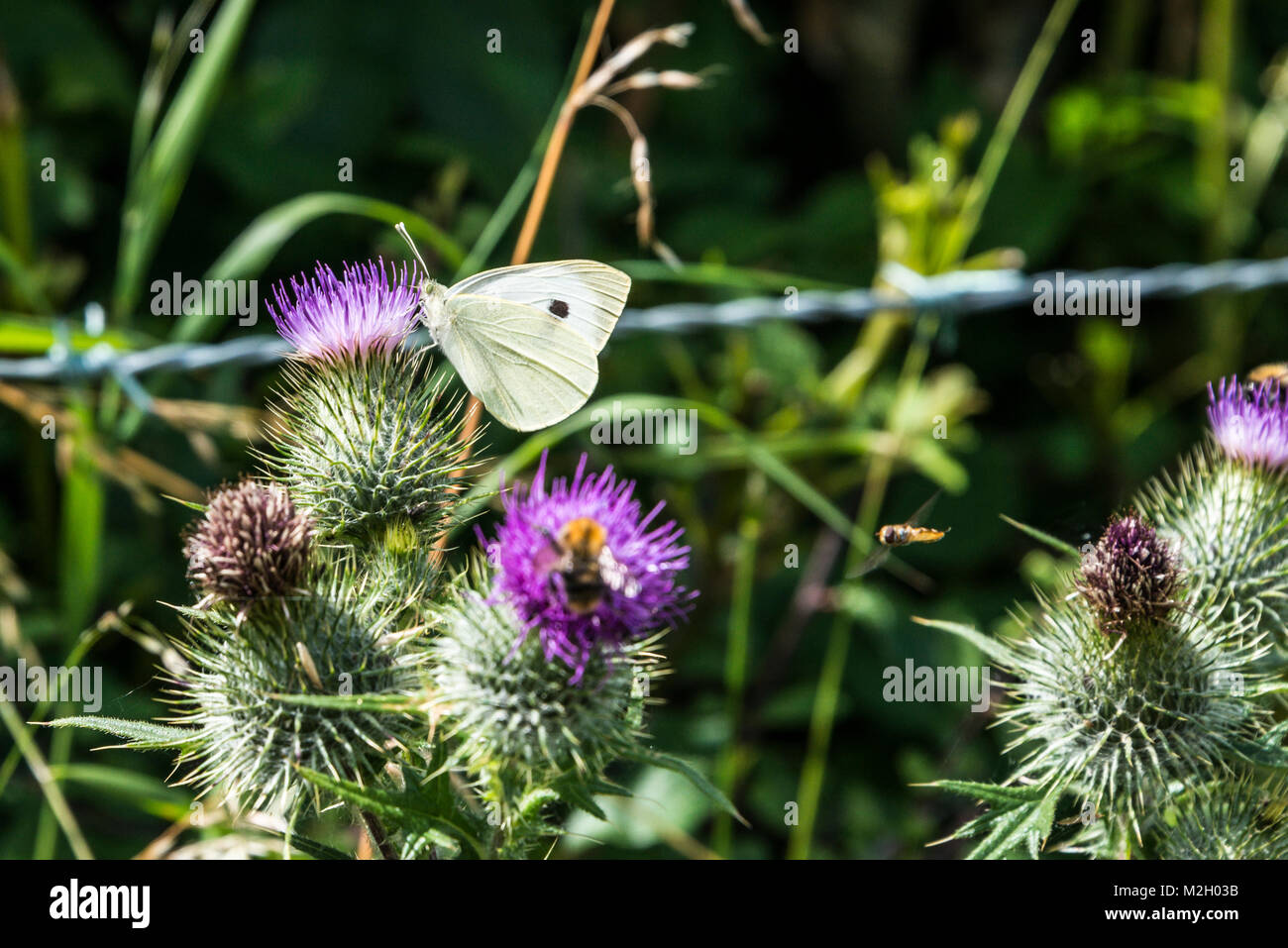 A female large white butterfly (Pieris brassicae) on a thistle flower Stock Photo