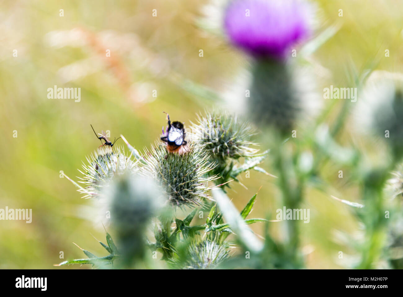 A white butterfly parasite (Cotesia glomerata) and a bumblebee on a thistle Stock Photo