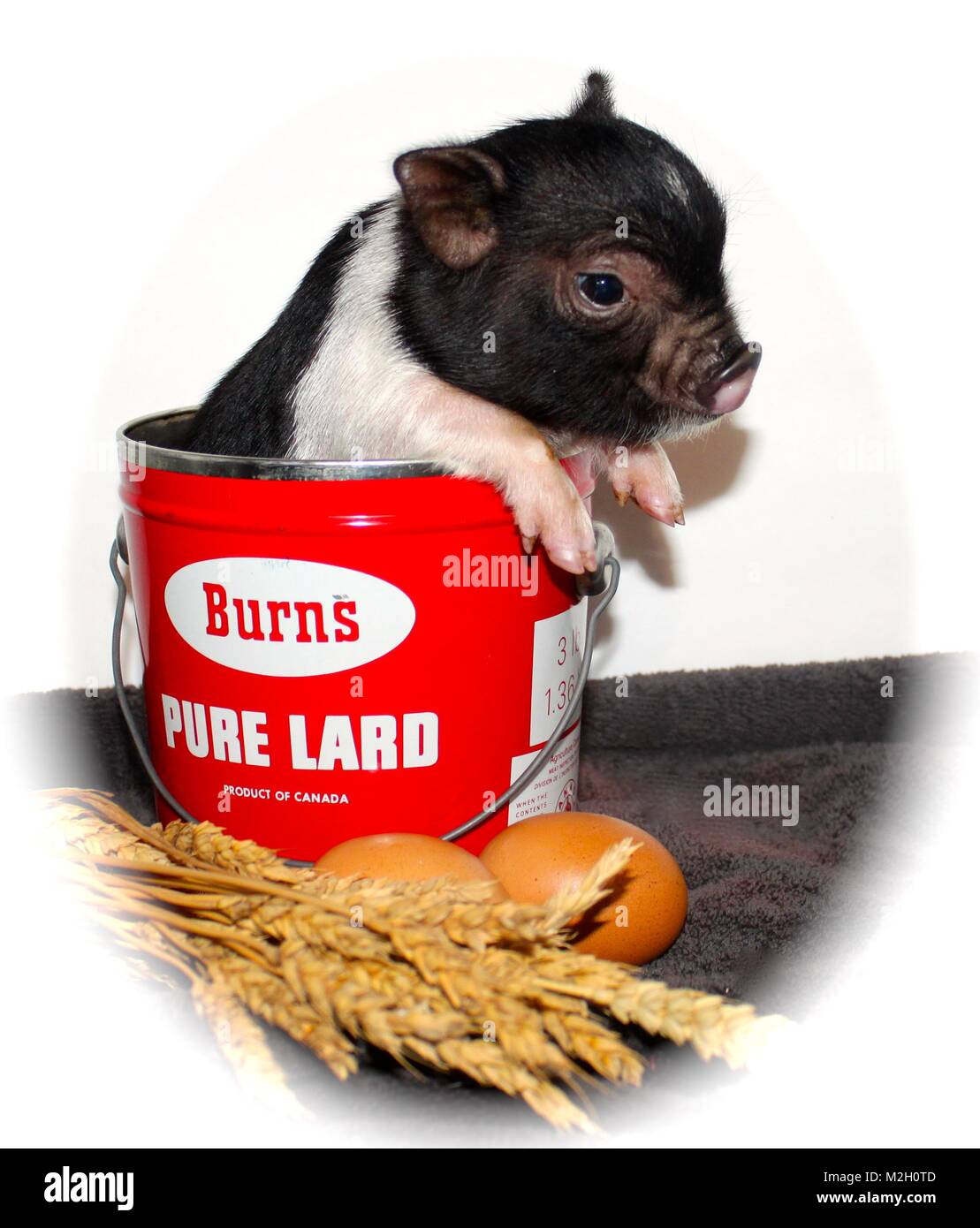 Burns pure lard hires stock photography and images Alamy
