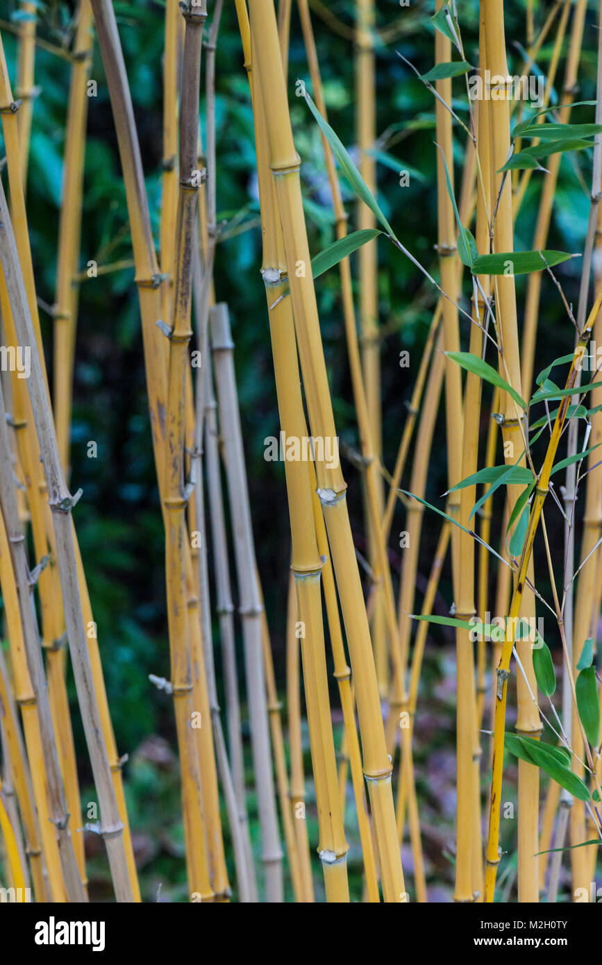 Bamboo Stalks Growing High Resolution Stock Photography and Images Alamy