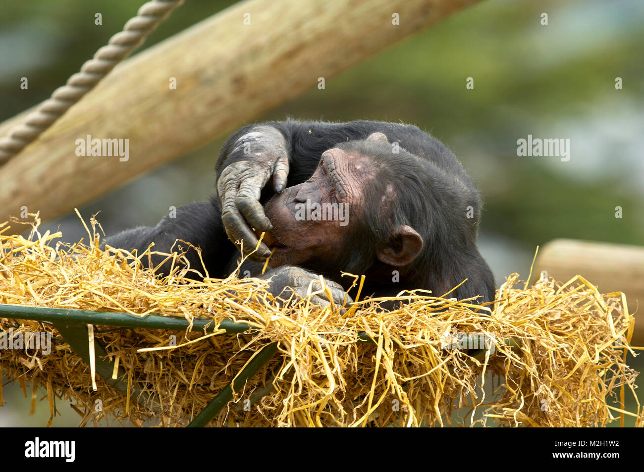 Gorillas nest hi-res stock photography and images - Alamy