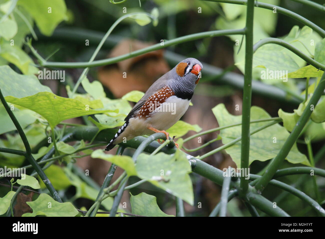 Zebra finch in a bird park Stock Photo Alamy