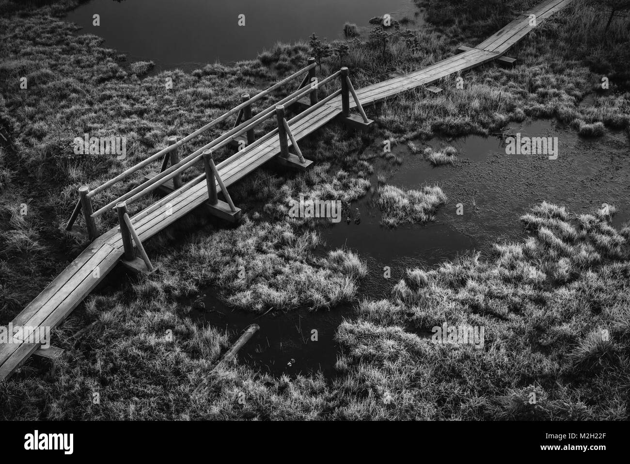 Aerial view of wooden path, road in bog on early winter morning with frozen trees and grass. Kemeri national park sunrise, Latvia. Black and white. Stock Photo