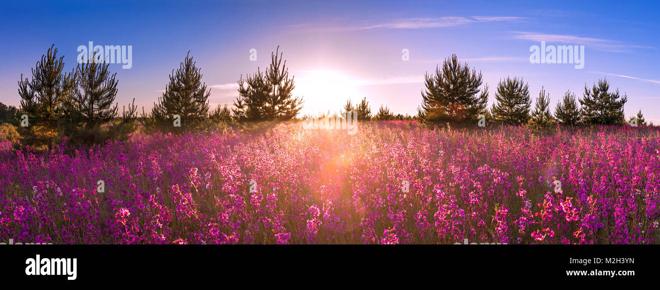 beautiful summer landscape with the blossoming meadow, sunrise Stock