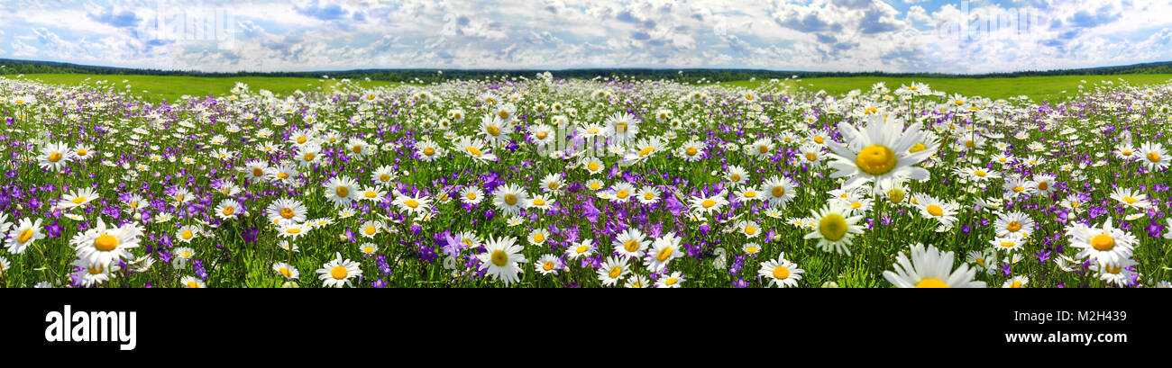 spring landscape panorama with flowering flowers on meadow. white chamomile and purple bluebells blossom on field. panoramic summer view of blooming w Stock Photo