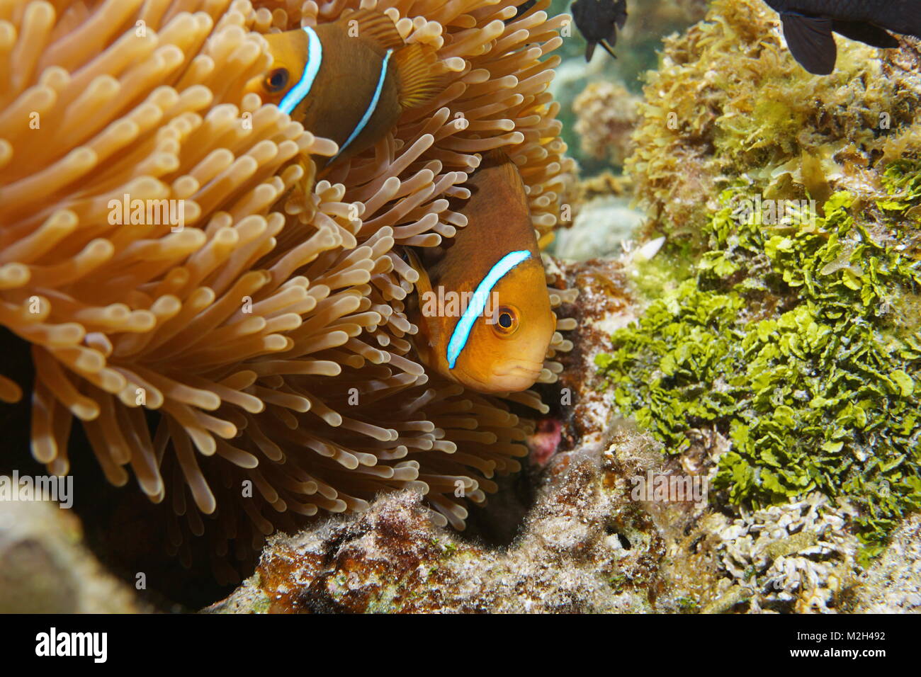 Tropical fish orange-fin anemonefish, Amphiprion chrysopterus, hidden in sea anemone tentacles, underwater Pacific ocean, Rarotonga, Cook islands Stock Photo