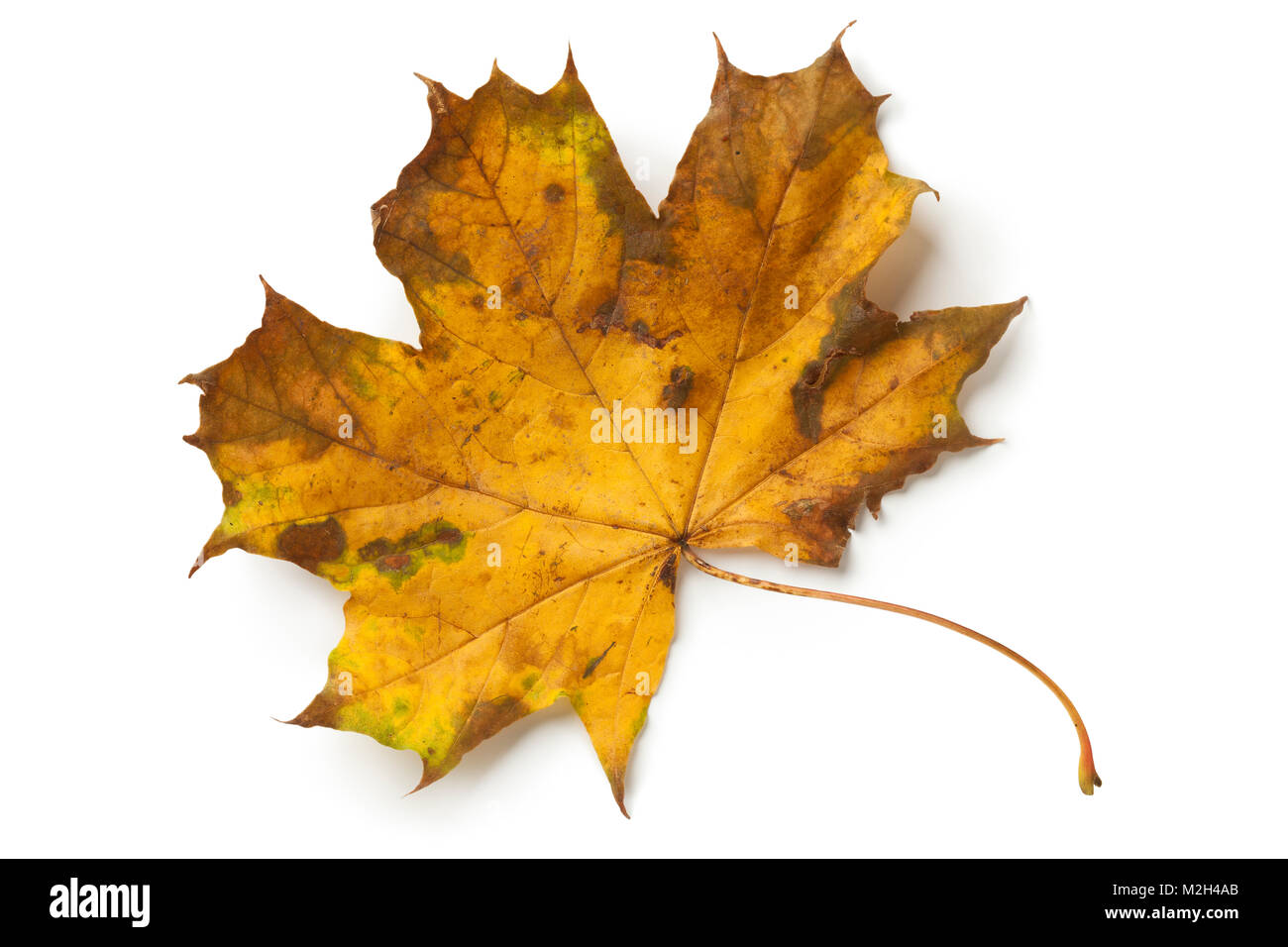 Single maple tree leaf in autumn on white background Stock Photo