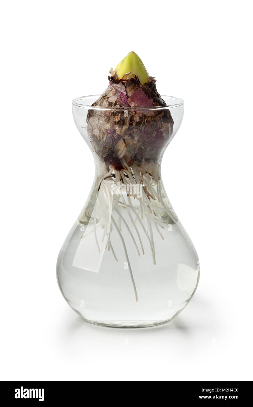 Hyacinth flower bulb starts growing in a glass vase Stock Photo Alamy