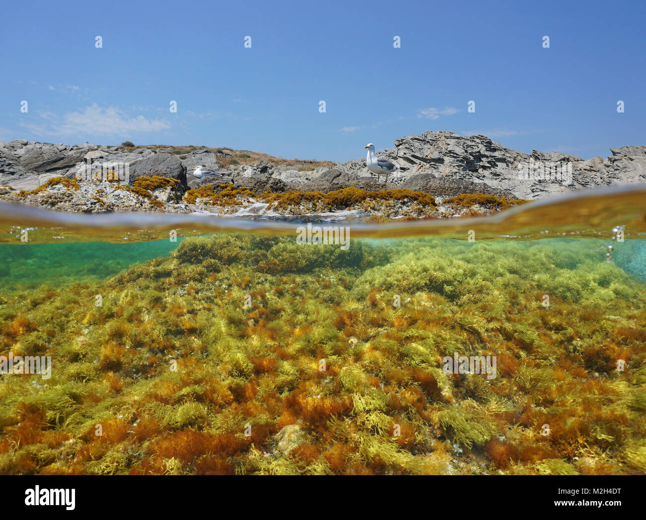 Rocky seashore with a seagull and algae underwater, split view above and below water surface, Mediterranean sea, Spain, Costa Brava Stock Photo