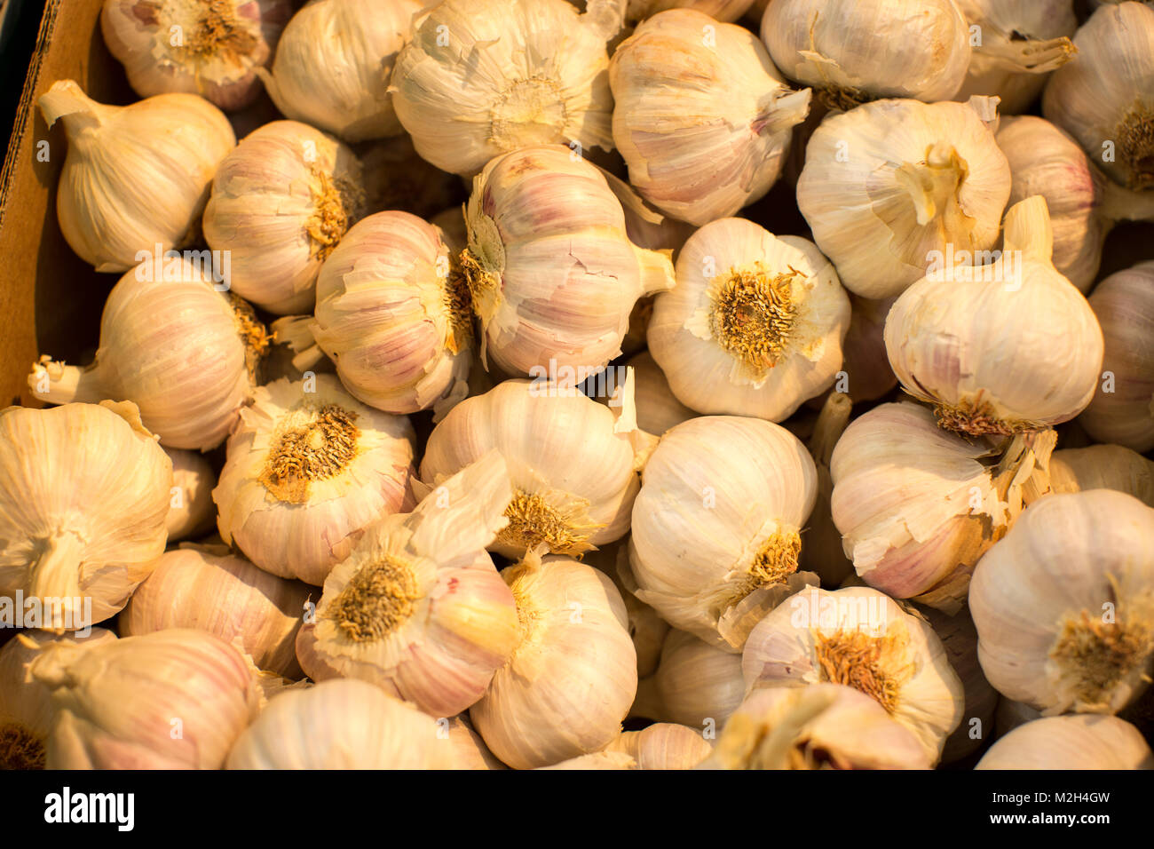garlic bulbs for sale in a supermarket Stock Photo