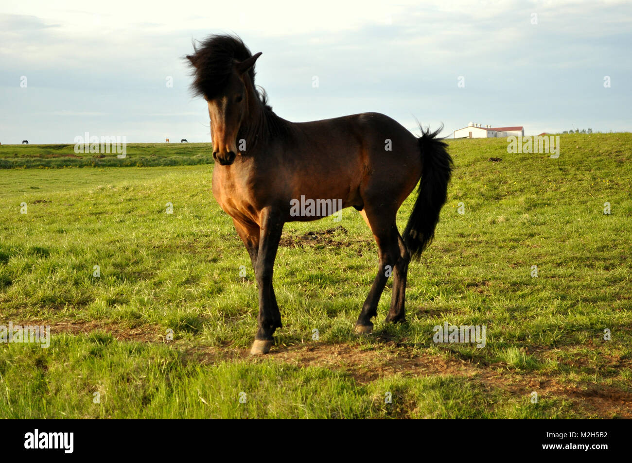 Beautiful Icelandic horse Stock Photo
