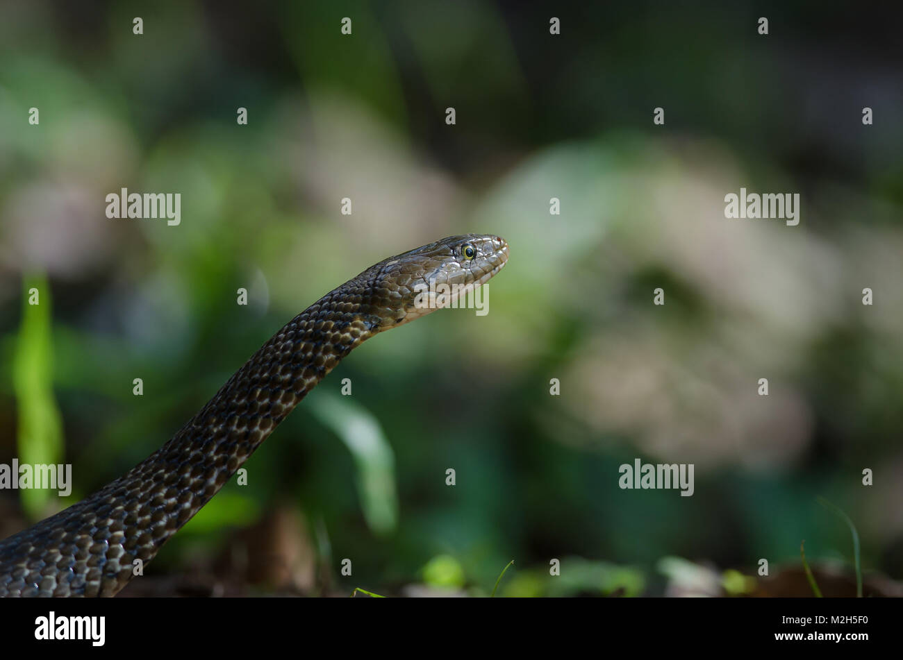 Checkered Keelback snake in forest Thailand ( Xenochrophis piscator