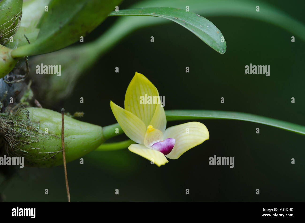 Rare species wild orchids Bulbophyllum sillenianum, it new record species of Thailnad Stock Photo