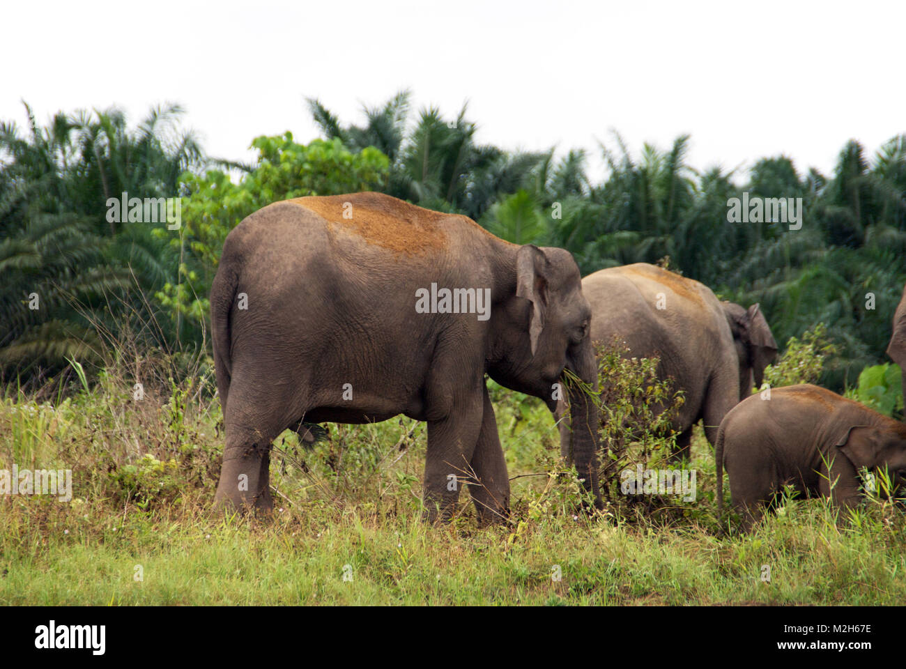 Borneo pygmy elephant (Elephas maximus borneensis) is a subspecies of the Asian elephant endemic to Borneo - listed Endangered on the IUCN Red List. Stock Photo