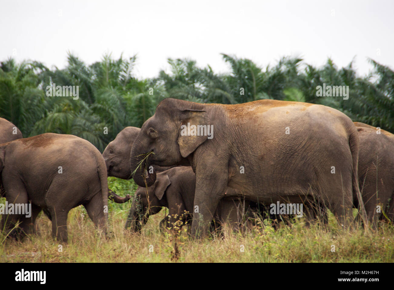 Borneo pygmy elephant (Elephas maximus borneensis) is a subspecies of the Asian elephant endemic to Borneo - listed Endangered on the IUCN Red List. Stock Photo
