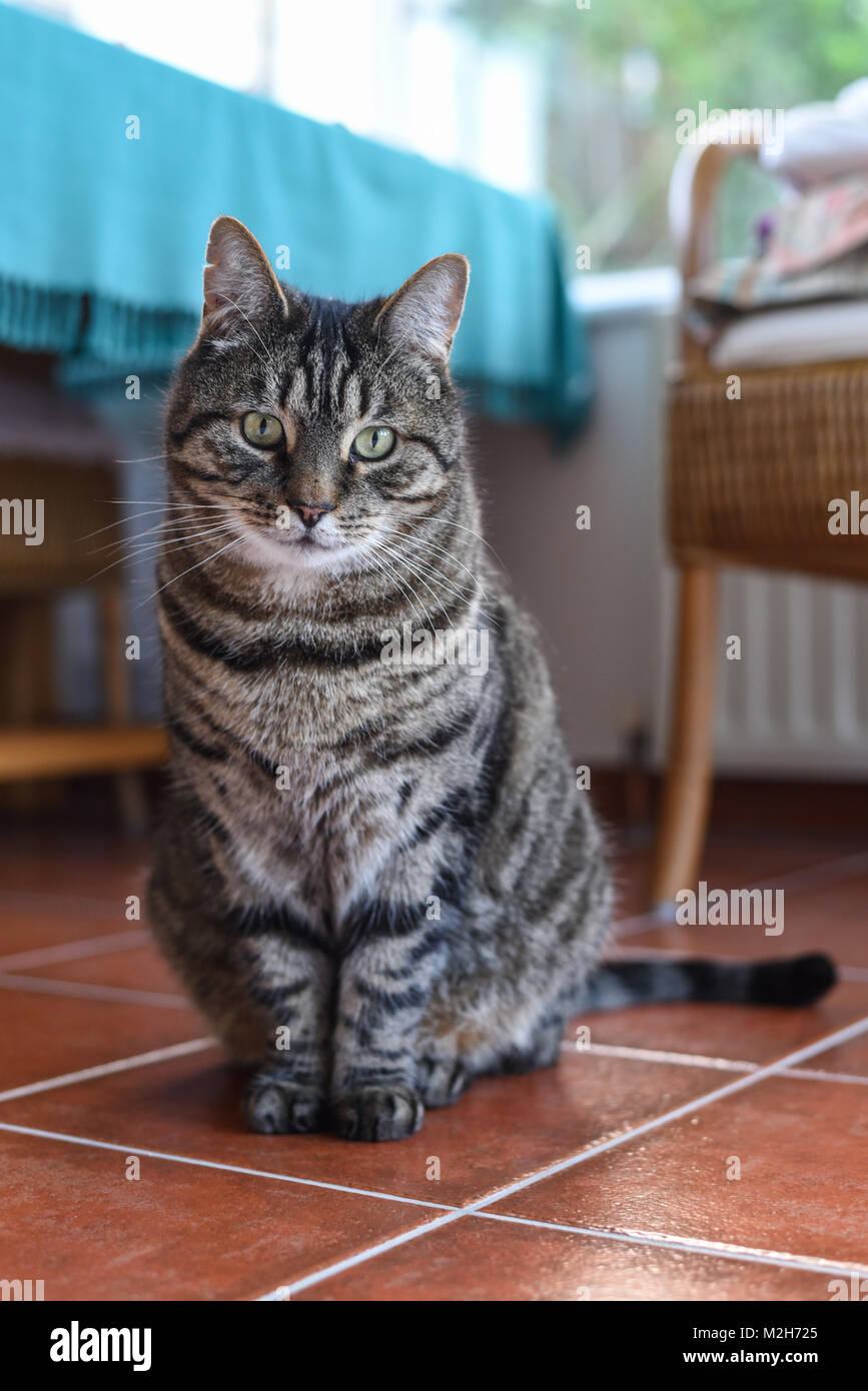 Sweet brown white grey tabby cat sitting contented facing camera in a conservatory at home on a tiled floor with turquoise background colour Stock Photo