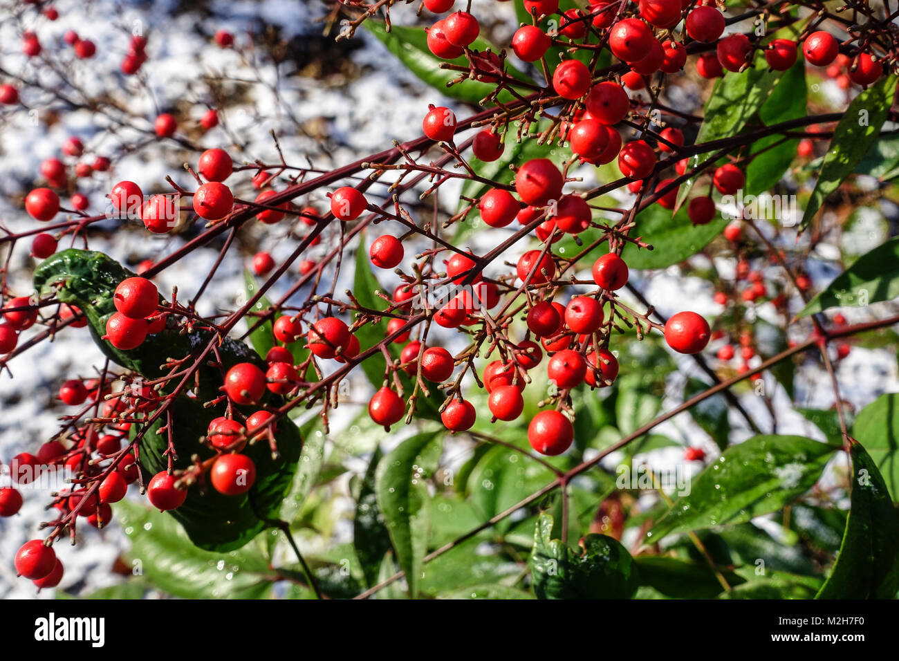 Nandina domestica. " Moyers Red "Heavenly bamboo berries Stock Photo Alamy