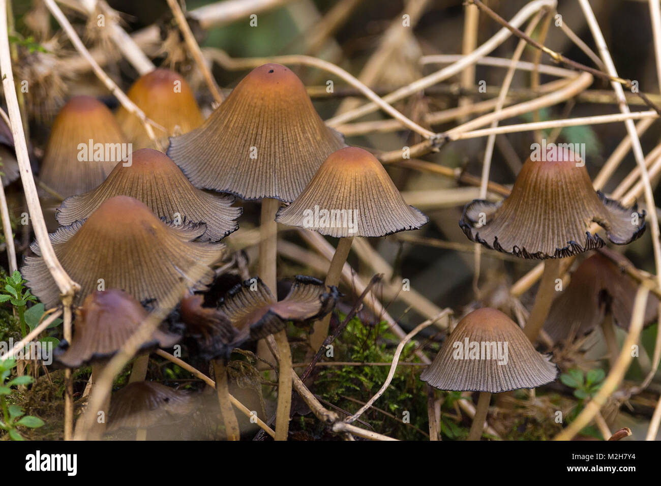 Group of fungi toadstools looks like common ink cap (Coprinus atramentarius) in woodland area of Warnham wildlife reserve Horsham UK. Stock Photo