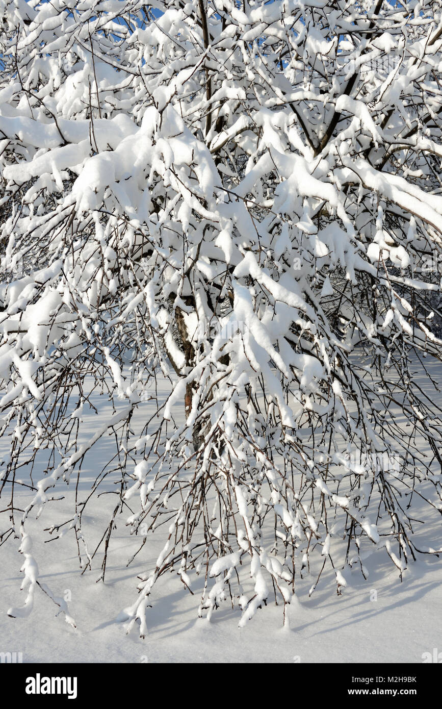 Park after snowfall hi-res stock photography and images - Alamy