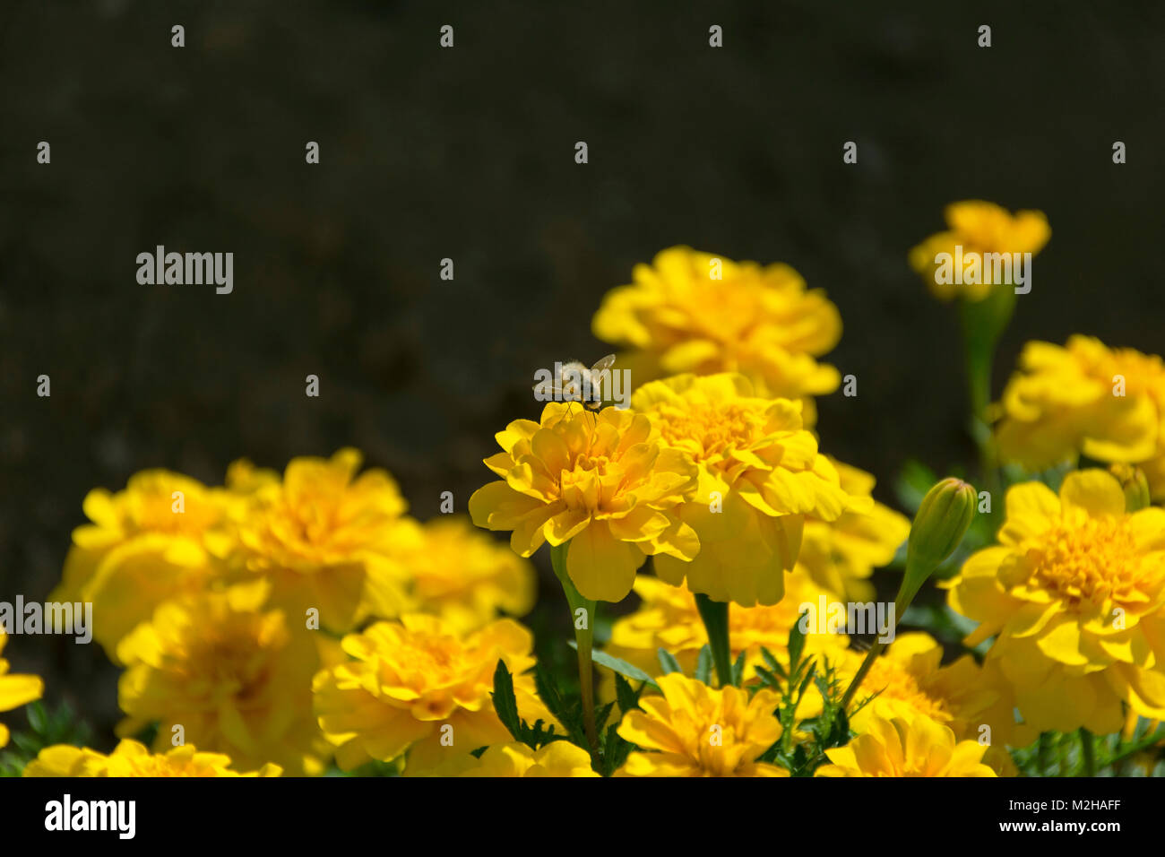 tiny silvery beefly hovering over yellow dwarf french marigold flowers with a dark blurred background Stock Photo
