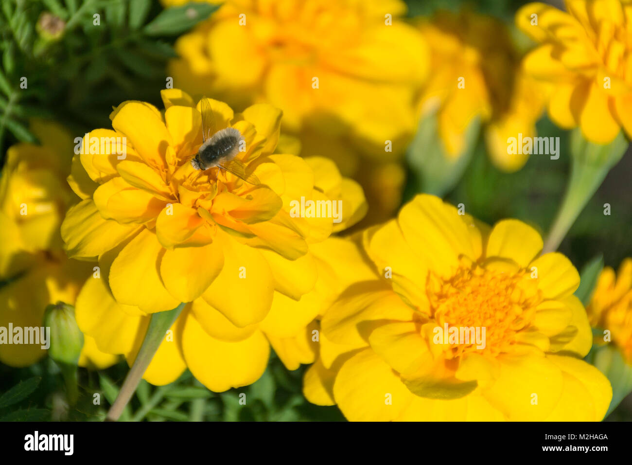 tiny fuzzy silver colored beefly feeding on yellow dwarf french marigolds with out of focus flowers in the background Stock Photo