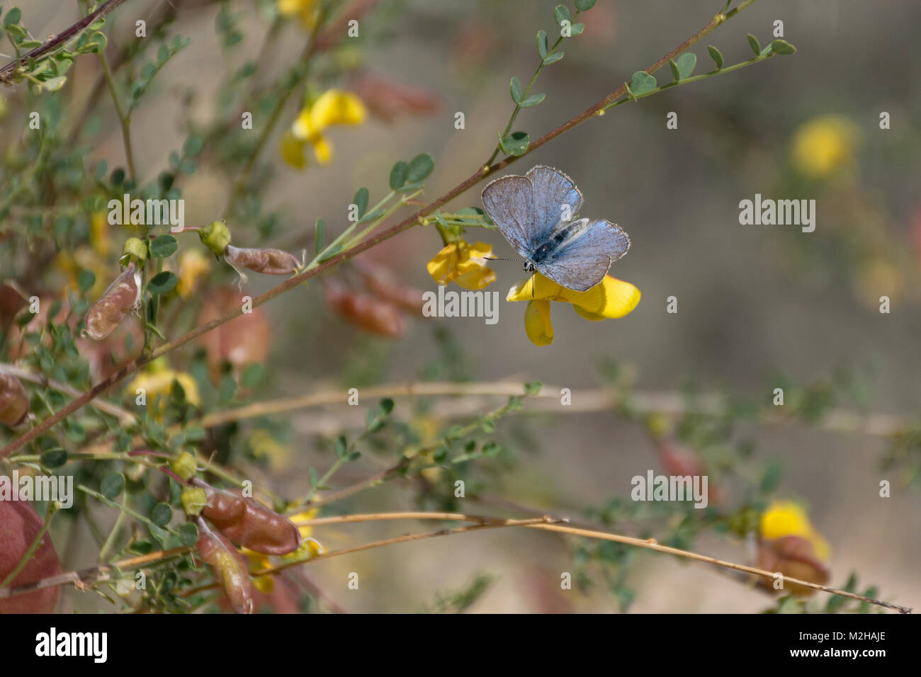 Common Blue Butterfly Polyommatus icarus with open wings above the yellow flower on a bladder senna bush Colutea istria in the negev desert in israel Stock Photo