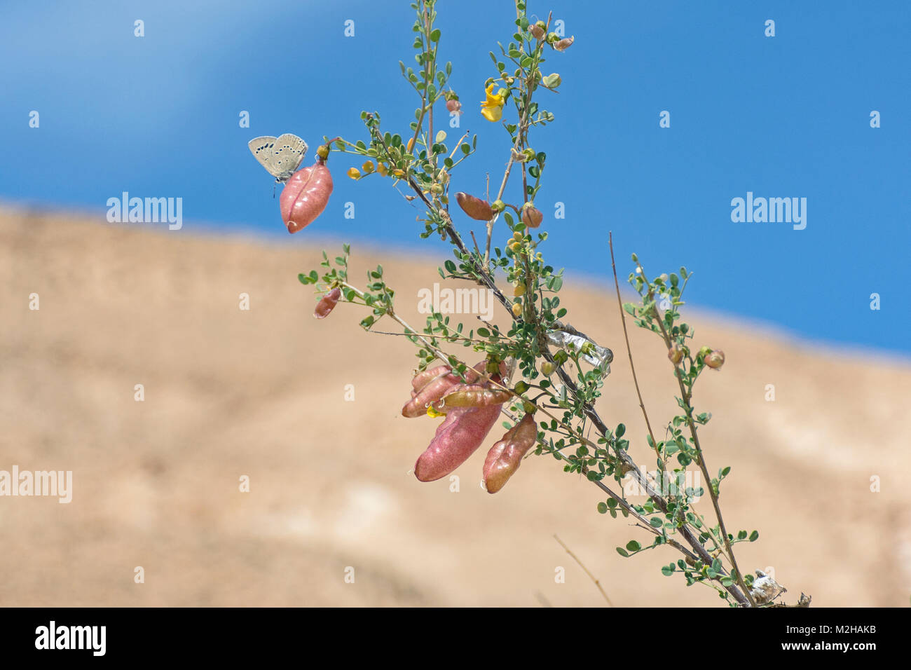 common blue butterfly polyommatus icarus on the pink seed pod of a bladder senna bush showing a flower and branch of the plant Stock Photo