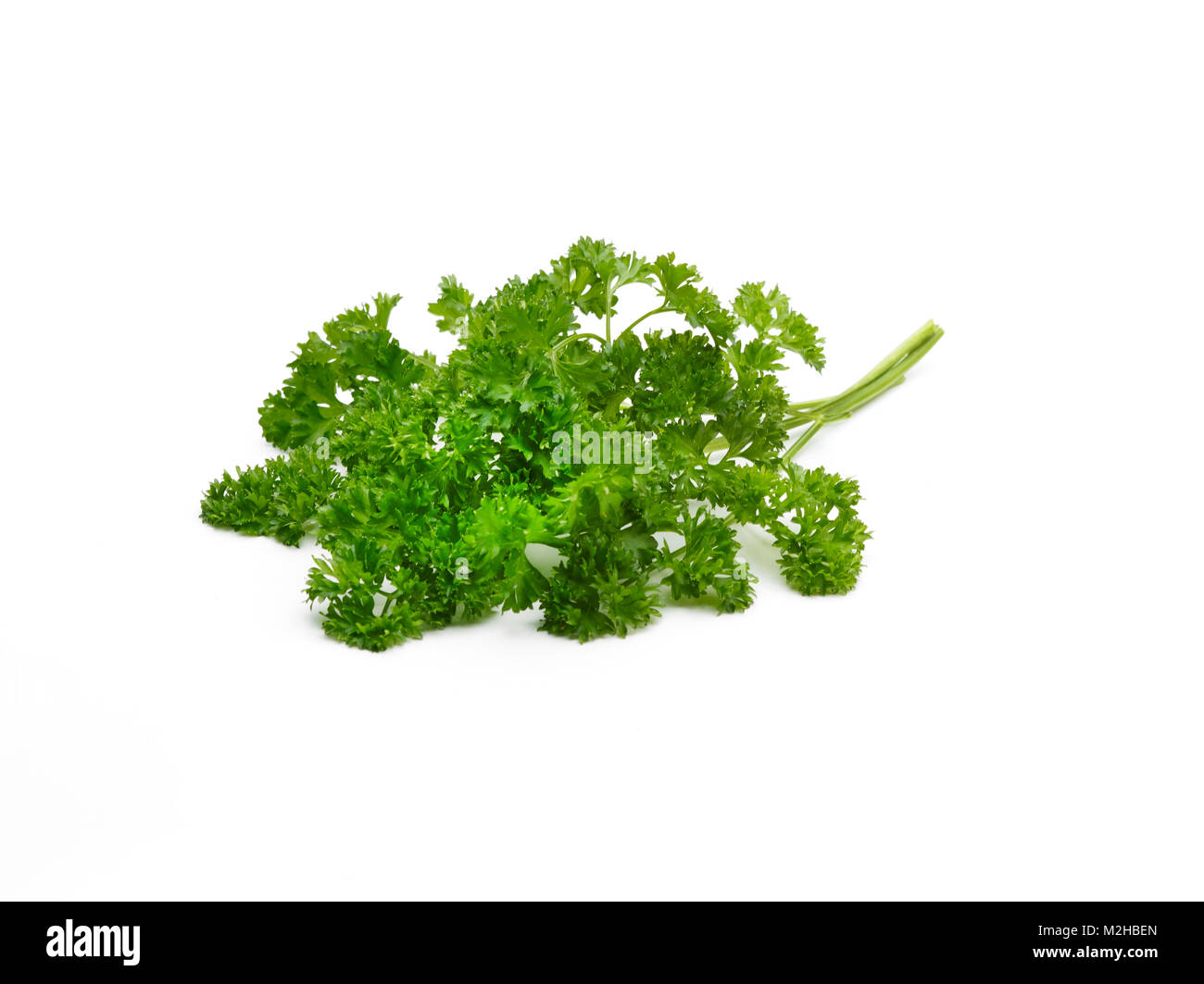 a pile of curley leaf Parsley leaves on a white background Stock Photo