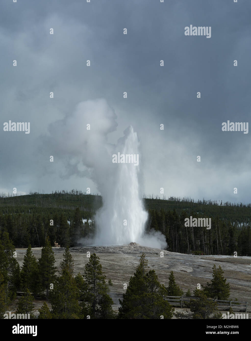Water and stream blast into the air from a regular eruption from Old Faithful. Stock Photo