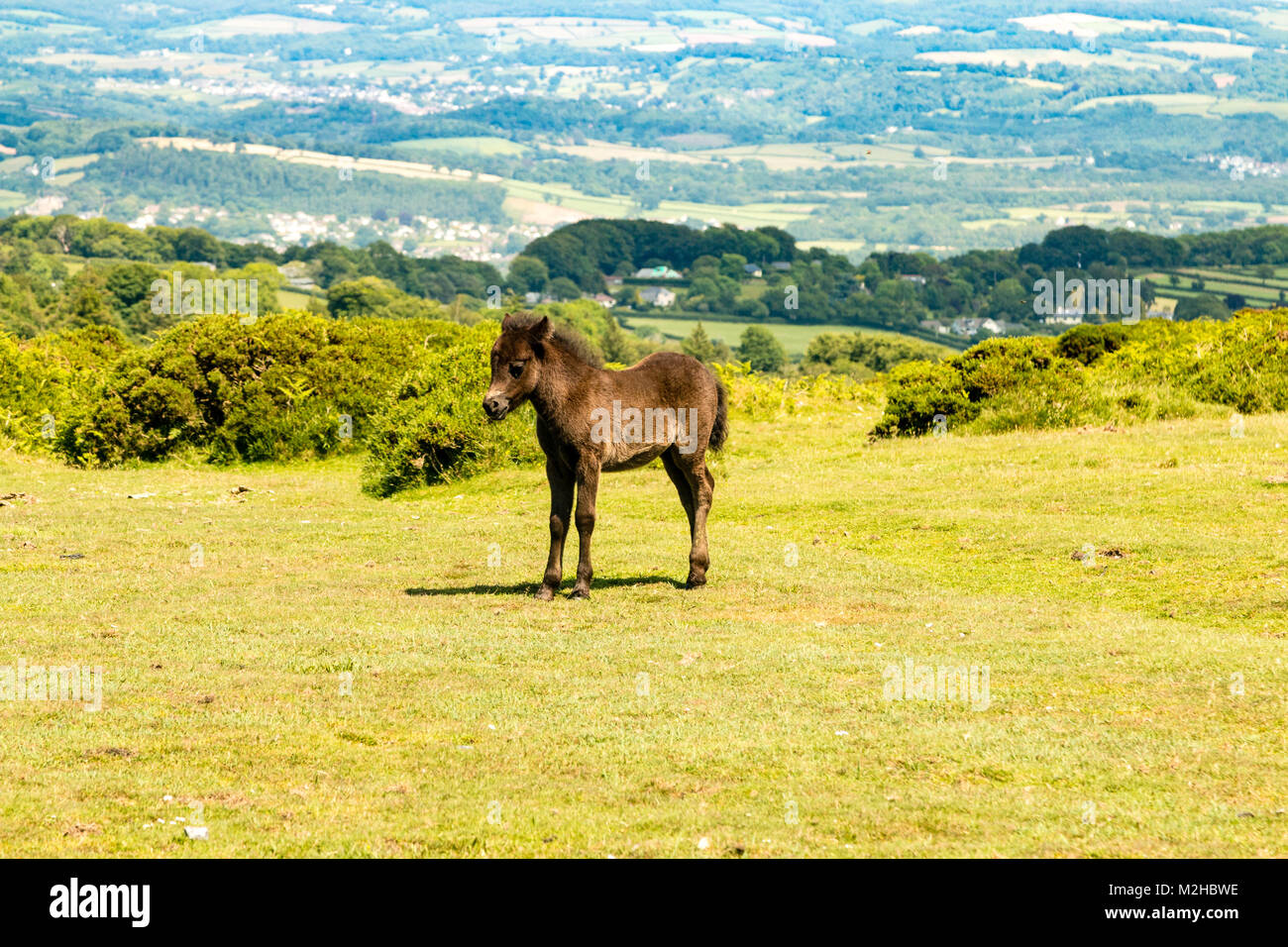 Dartmoor pony foal , Dartmoor National Park, Devon, England Stock Photo