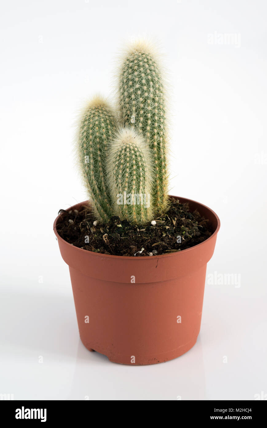 Cactus in a pot on a white background Stock Photo - Alamy