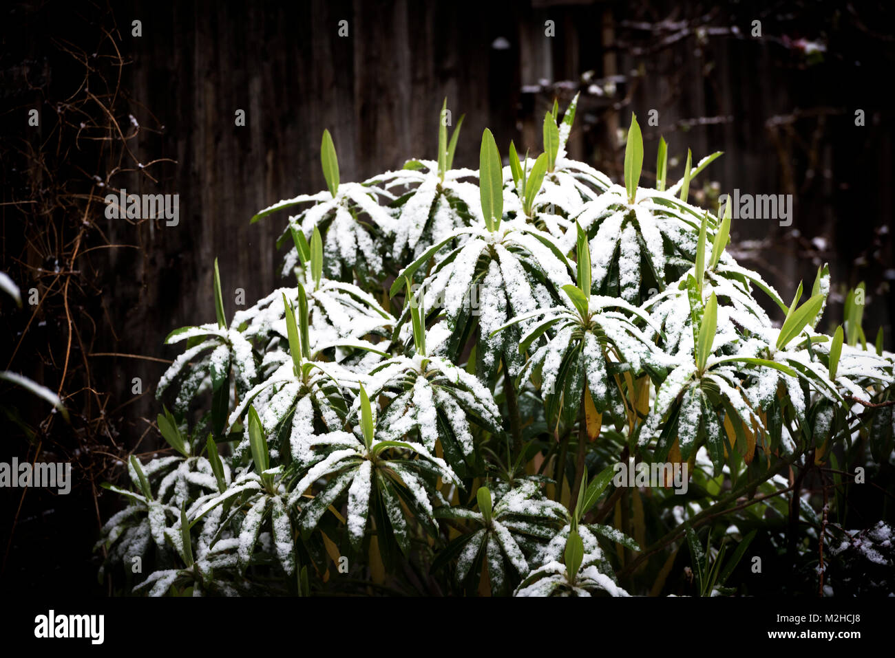 euphorbia mellifera, honey spurge, covered in snow showing hardy resilience. Stock Photo