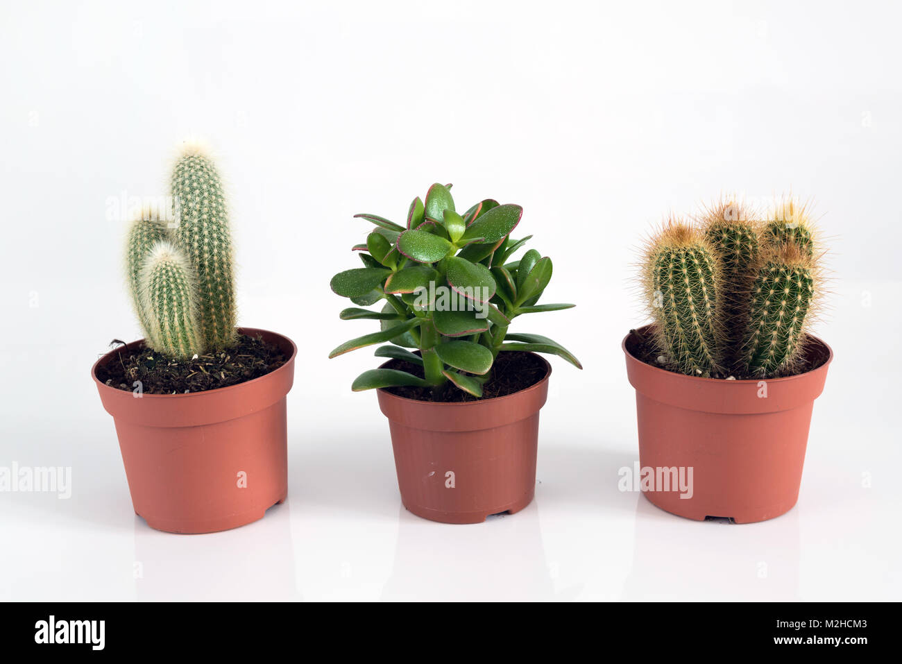 Crassula and Cactus in a pot on a white background. Stock Photo