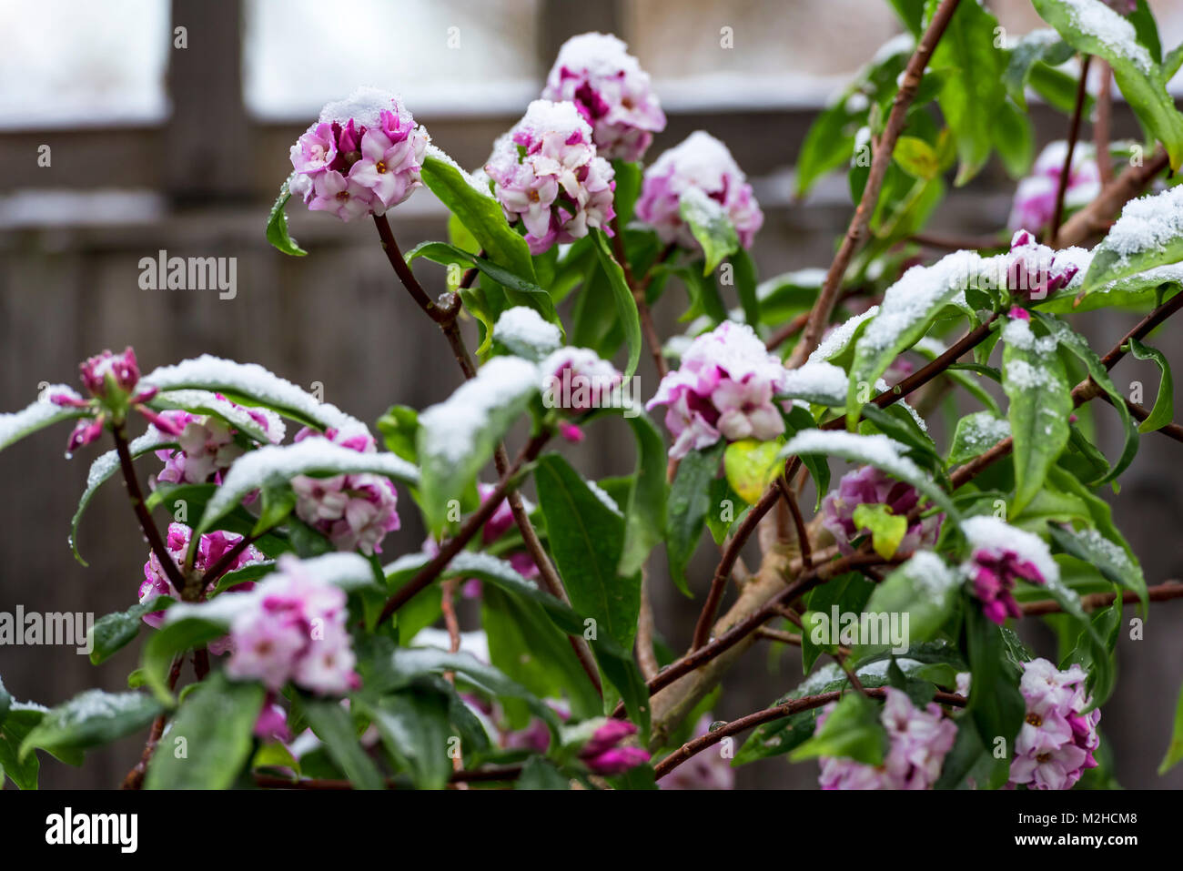 Daphne bholua Jacqueline Postill,winter flowering wth a covering of snow. Stock Photo