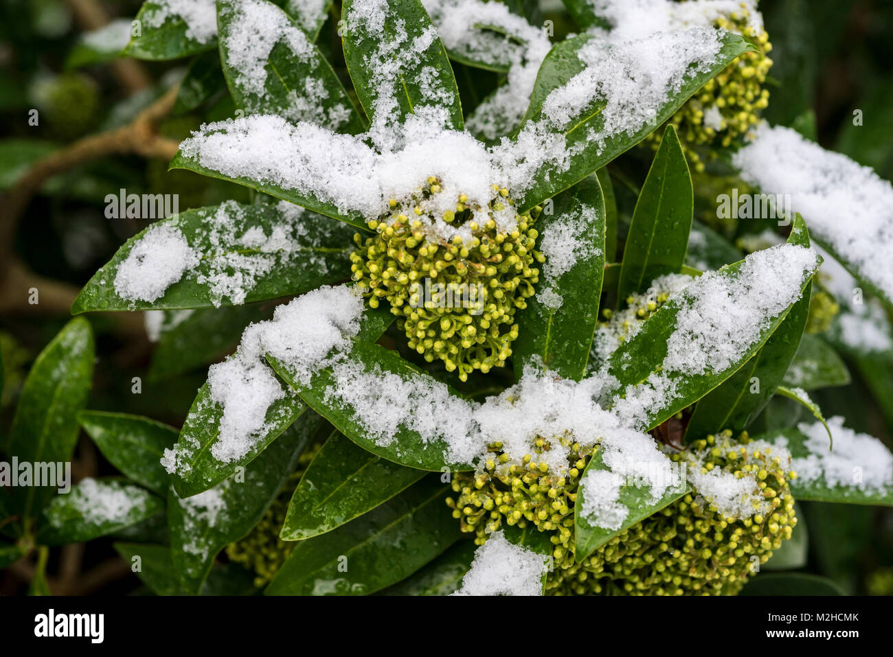 Skimmia confusa Kew Green in winter with a covering of snow. Stock Photo
